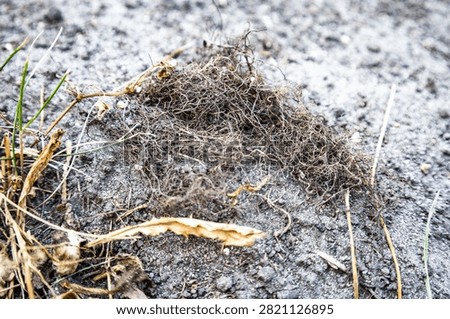 Entangled dried plant root system lying on dry ground surface