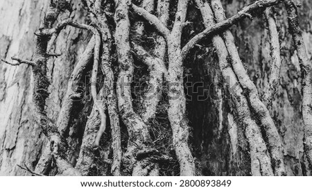Entangled tree roots embody deep psychological layers and personal resilience