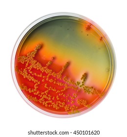 Enterobacteriacea Colonies On Hektoen Enteric Agar Petri Dish