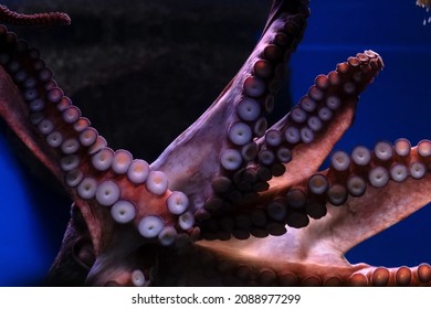 102 Enteroctopus dofleini Images, Stock Photos & Vectors | Shutterstock