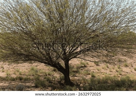 The entity of a tree