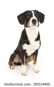 Entlebucher Mountain Dog