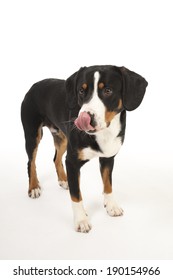 Entlebucher Mountain Dog