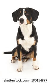 Entlebucher Mountain Dog