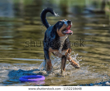 Similar – Foto Bild Hund mit seinem Spielzeug im Wasser