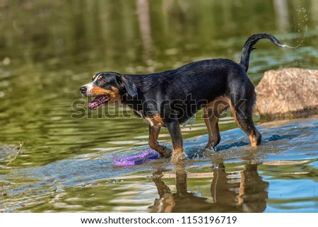 Similar – Foto Bild Hund mit seinem Spielzeug im Wasser