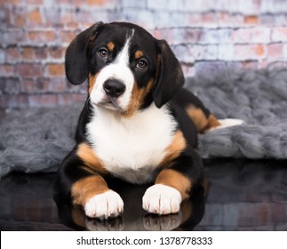 Entlebucher Mountain Dog Puppy
