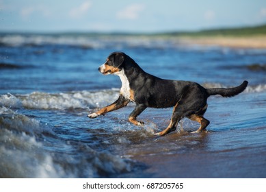 Entlebucher Mountain Dog Running Into Water