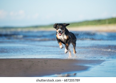 Entlebucher Mountain Dog Running On A Beach