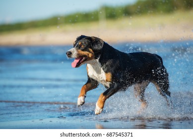 Entlebucher Mountain Dog Running On A Beach