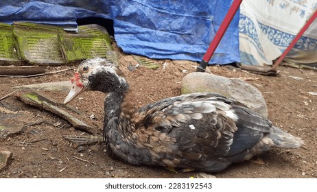 Entog or Mentok (Cairina moschata) are farmed in Indonesia. Also called Muscovy Duck or Barbary Duck. - Shutterstock ID 2283192543