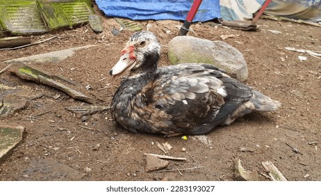 Entog or Mentok (Cairina moschata) are farmed in Indonesia. Also called Muscovy Duck or Barbary Duck. - Shutterstock ID 2283193027
