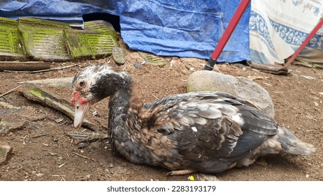 Entog or Mentok (Cairina moschata) are farmed in Indonesia. Also called Muscovy Duck or Barbary Duck. - Shutterstock ID 2283193179