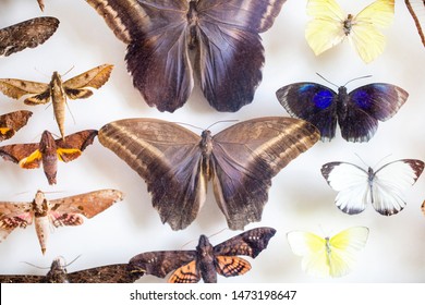 Entomology. Collection Of Tropical Butterflies To Study Science Entomology.