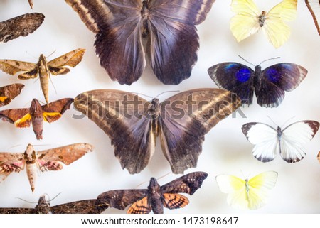 entomology. collection of tropical butterflies to study science entomology.