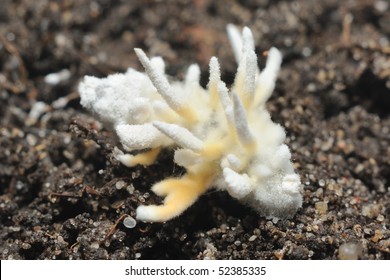 Entomopathogenic Parasitic Fungus