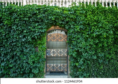 Entrance antique wrought-iron door to the house and overgrown walls with ivy