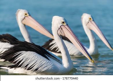 The Entrance Central Coast The Daily Pelican Feeding