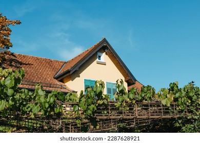 Entrance To The Court Of The Typical French Rural House Decorated With The Golden Vineyard With Ripe Black Grapes. Retro Style Postcard. Entrance to the court of the typical french rural house - Powered by Shutterstock