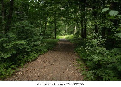 Entrance To The Dark Green Leafy Forest, Summer View