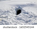 Entrance to the fox hole in snow. Russia