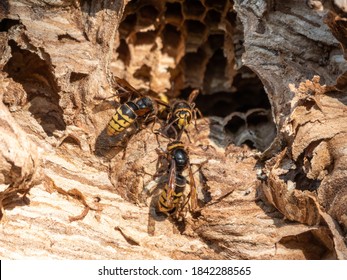 Entrance to the hornet's nest in the tree hollow. Jack predatory wasps. The European hornet, lat. Vespa crabro, is the largest eusocial wasp native to Europe