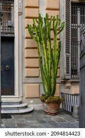 Entrance of an old palace with a potted plant of candelabra tree (Euphorbia ingens), Genoa, Liguria, Italy