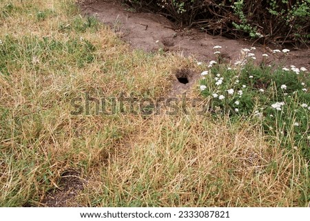 Entrance to the rat hole with a clearly visible trodden path in the grass