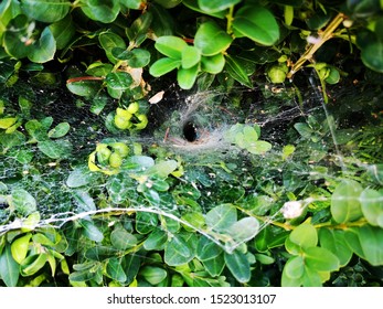 The Entrance Of The Spider's Nest. Spatial Web,It Is Hidden In The Hole.