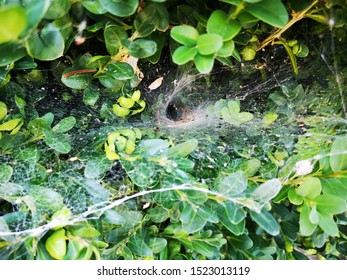 The Entrance Of The Spider's Nest. Spatial Web,It Is Hidden In The Hole.