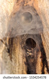 The Entrance Of The Spider's Nest. Spatial Web,It Is Hidden In The Hole. Spider Home In Rotten Tree.