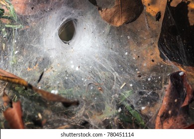 The Entrance Of The Spider's Nest. This Type Of Nest Is Called Spatial Web,It Is Hidden In The Hole. To Wait For The Bait To Stick.