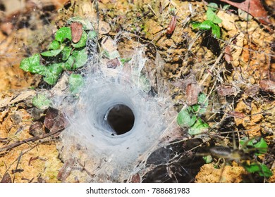 The Entrance Of The Spider's Nest. This Type Of Nest Is Called Spatial Web,It Is Hidden In The Hole. To Wait For The Bait To Stick.