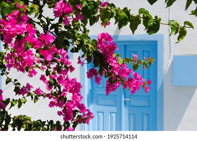 Entrance Of A Typical Greek House With Blue Door And Blooming Bougainvillea Plant In Santorini Island Greece.