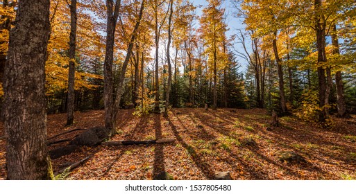 Entrelacs, Quebec Canada - October 11 2019: Panorama of Autumn Colored Forest in Sunlight with Leafs on the Ground and Clear Blue Sky