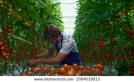 Similar – Image, Stock Photo Picking ripe tomatoes by hand in basket.