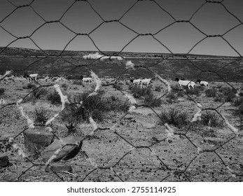 Entry for the rustic Boorgat Bar in Sutherland. There arre two old landrovers build into the wall and a windmill above the door. Location Karoo area,  South Africa