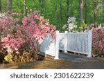 Entry walkway to Brighton Dam azalea garden in Brookeville, Maryland in spring.