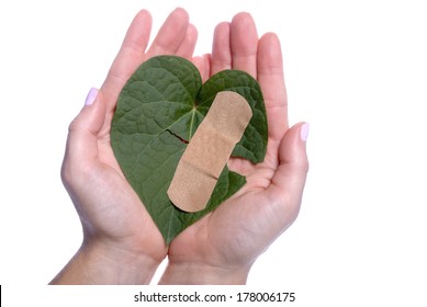 Environment Concept With A Girls Hands Holding A Broken Heart Shaped Leaf With A Bandaid.