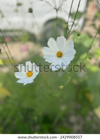 Environment cosmos flower cute color blossom bright beautiful flower beautiful background aster 
