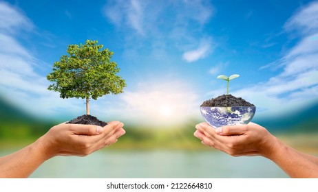 Environment Day Concept And Environmental Conservation. Volunteer Hands Hold Trees And Globes For Ecological Sustainability. Elements Of This Image Furnished By NASA