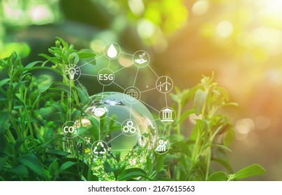 Environment day world concept - Globe glass in green forest with sunlight in nature and abstract icon. Community teamwork, CSR and ESG environmental energy saving collaboration, ecology management  . - Shutterstock ID 2167615563