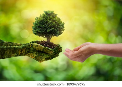 environment Earth Day Hands from nature. Girl hands holding trees growing on bokeh green background. Ecology and Nature concept. - Shutterstock ID 1893479695