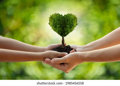 environment Earth Day Hands from nature. Girl hands holding heart shape trees growing on bokeh green background. Ecology and Nature concept.