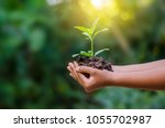 environment Earth Day In the hands of trees growing seedlings. Bokeh green Background Female hand holding tree on nature field grass Forest conservation concept