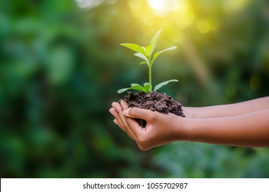 environment Earth Day In the hands of trees growing seedlings. Bokeh green Background Female hand holding tree on nature field grass Forest conservation concept - Shutterstock ID 1055702987