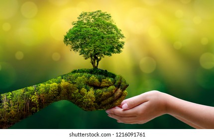Environment Earth Day Hands Trees Growing Stock Photo (Edit Now) 1216091761
