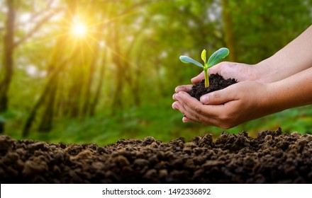 environment Earth Day In the hands of trees growing seedlings. Bokeh green Background Female hand holding tree on nature field grass Forest conservation concept - Shutterstock ID 1492336892
