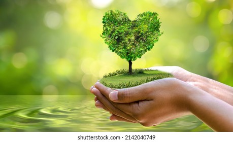 Environment Earth Day In The Hands Of Trees Growing Seedlings. Bokeh Green Background Female Hand Holding Tree On Nature Field Grass Forest Conservation Concept