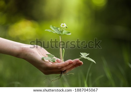 Image, Stock Photo Dirty boy hands holding small young herbal sprout plant